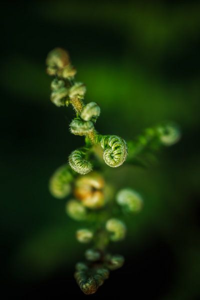 Baby Fern in Nature - Curly - Portrait by Rudolfo Dalamicio