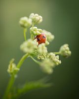 Petits bonheurs