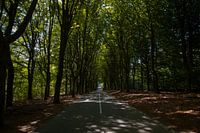 Der Waldlehrpfad