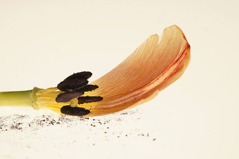 Abstract  stilleven tulpenblad van Saskia Schotanus
