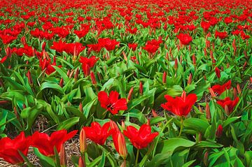 Champ de tulipes avec des tulipes rouges sur Anouschka Hendriks