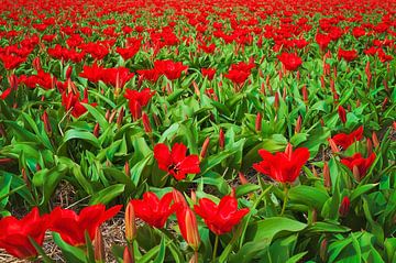 Tulpenfeld mit roten Tulpen