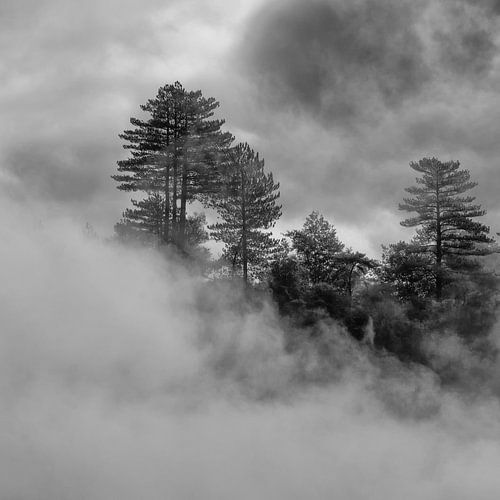 Arbres dans un brouillard dû au fonctionnement d'un geyser