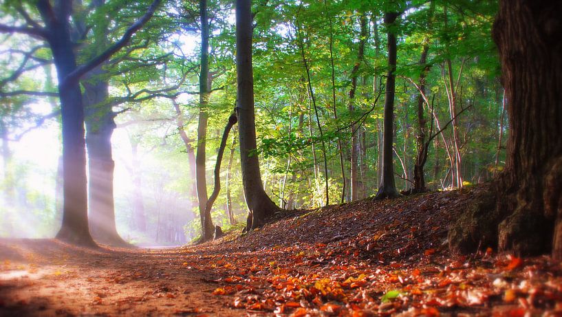 Herfst. von Patrick Hartog