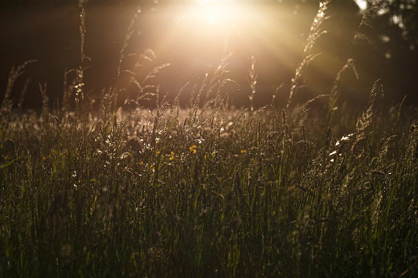 Flower meadow by Thomas Heitz