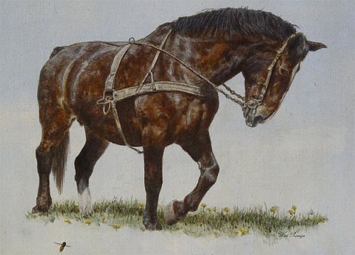 Groninger paard Ynusa