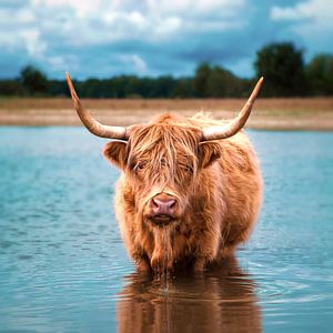 Schottischer Highlander (Rind)