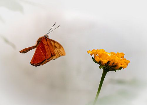 Zielanflug von Kilian Schloemp