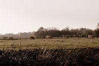 Dauw over Nederlands landschap