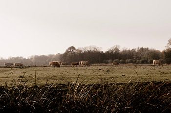 Tau über der niederländischen Landschaft