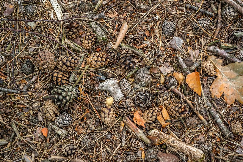 L'automne dans la forêt par Fred Leeflang