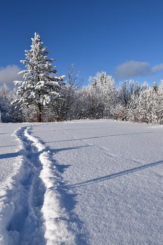 Des traces de pas dans la neige