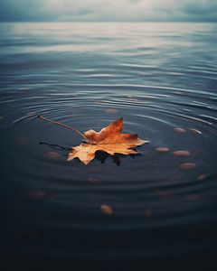 Blatt im Wasser