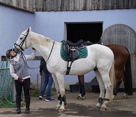 Training with the white horse on a riding arena in autumn