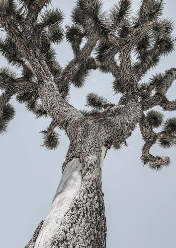 Draaiende woestijnreus