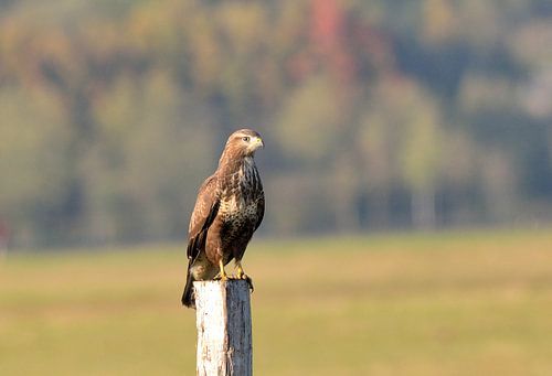 Buizerd op paaltje vliegveld Twente