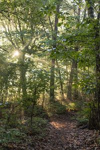 Sentier