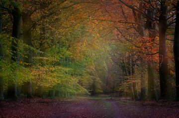 Herfst kleuren in Nederlands bos van Dirk-Jan Steehouwer