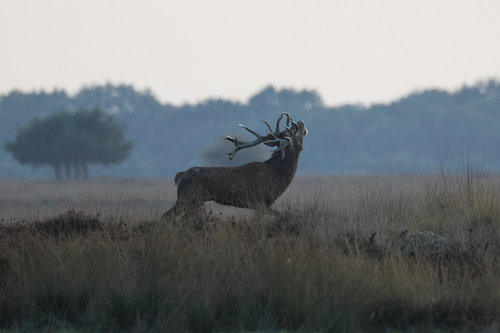 Rotwild während der Brunftzeit