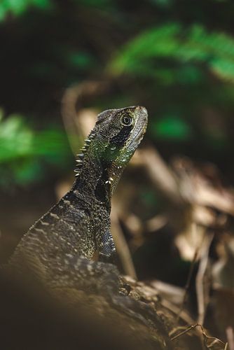 Lézards / Lézards dans les contrées sauvages d'Australie