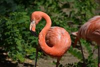 Nieuwsgierige blik: Een flamingo kijkt recht in de camera