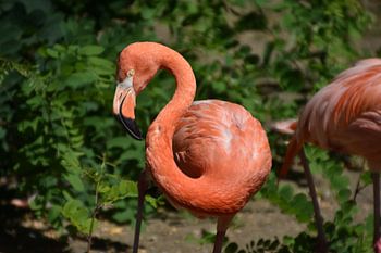 Regard curieux : un flamant rose regarde droit dans l'appareil photo