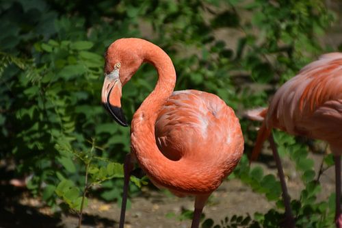Nieuwsgierige blik: Een flamingo kijkt recht in de camera