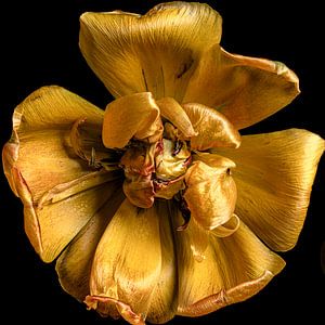 Eine verbrauchte Tulpe