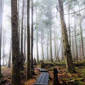 Der Weg durch den Nebelwald von Nathan Marcusse