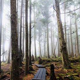 Le chemin à travers la forêt brumeuse sur Nathan Marcusse