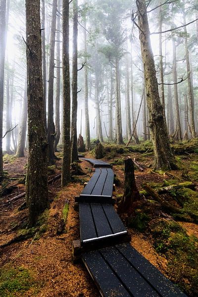 The path through the misty forest by Nathan Marcusse