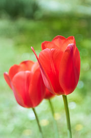 Red Tulip Flowers Blooming in Spring Garden by Milcho Milev