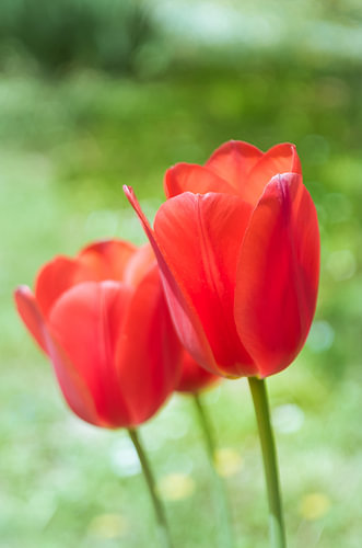 Rode tulpen die bloeien in de lentetuin
