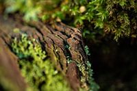 Tree bark