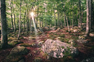 Waldweg in Blekinge von Skyze Photography by André Stein