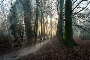 Hemmensebos part 63