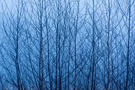 Silhouette van Berkenbomen van Tonko Oosterink thumbnail