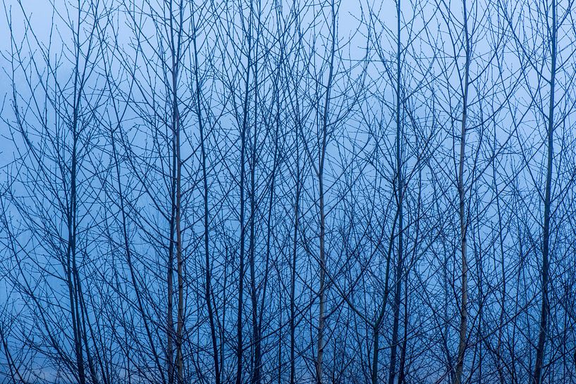 Silhouette van Berkenbomen van Tonko Oosterink