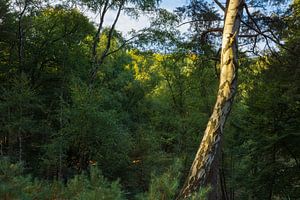 Veluwe - Posbank (Pays-Bas) sur Marcel Kerdijk