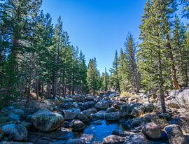 Baumleben im Yosemite von Ton Kool
