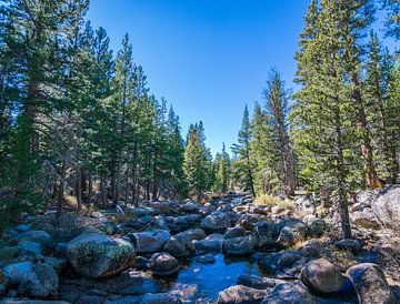 Baumleben im Yosemite von Ton Kool