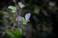 Schmetterling auf einem grünen Blatt von Ricardo Bouman Fotografie Miniaturansicht