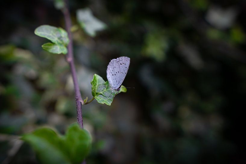 Schmetterling auf einem grünen Blatt von Ricardo Bouman Fotografie