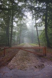 Wald am Baumkronenpfad in nebliger Atmosphäre von Alexander van der Molen