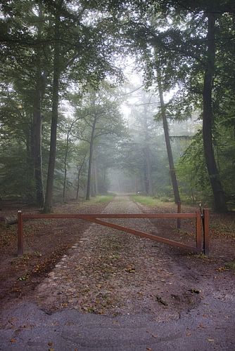Bos bij boomkroonpad in mistige sfeer