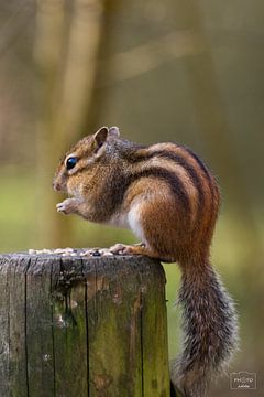 Eichhörnchen (2) von Photo Julleke