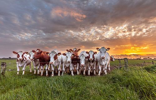 Cow sunset