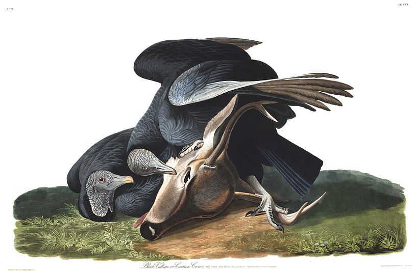 Black Vulture or Carrion Crow by Birds of America