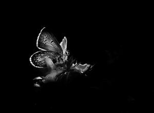 papillon