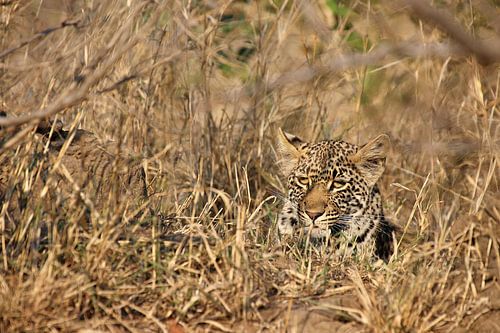 Leopard hidden in the dry scrub of the African savannah 5
